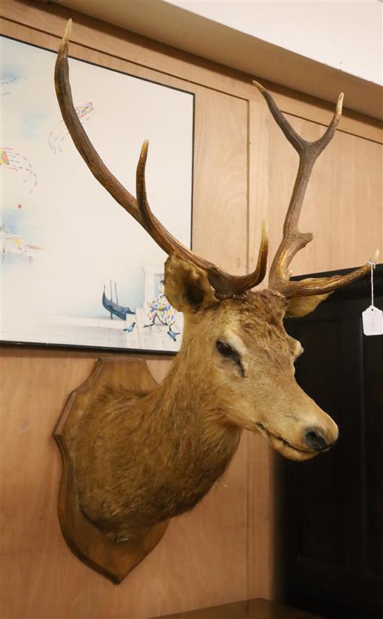 A taxidermy stags head wall trophy Height approx. 120cm